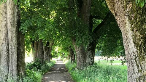 Dickenreiser Allee