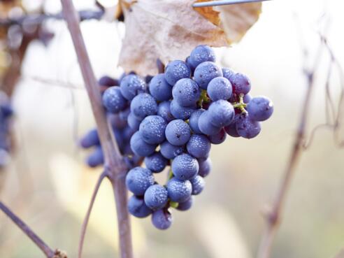 WeinbauGmeinerPerg©WGDDonauOberoesterreichTourismusGmbHPeterPodpera.jpg