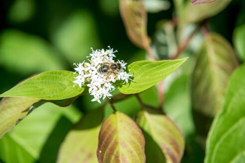 Fleißige Bienen im Bienengarten