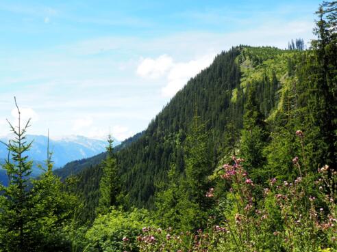 Rosenkogel 1487m