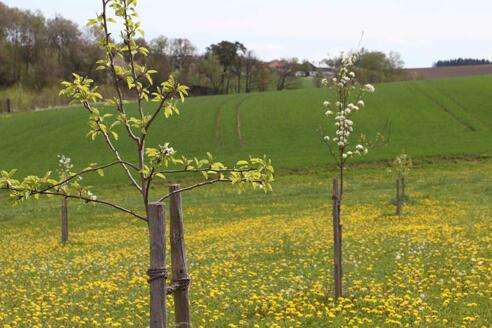 Streuobstwiese