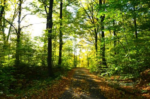 Friedwald