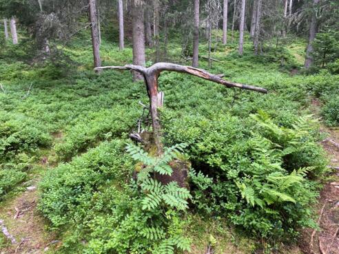 #1 Cache (Ochsengarten Dorfrunde)