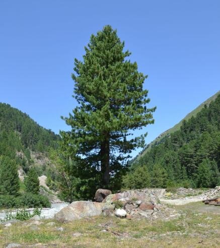 #6 Cache (Feldkögele Runde)