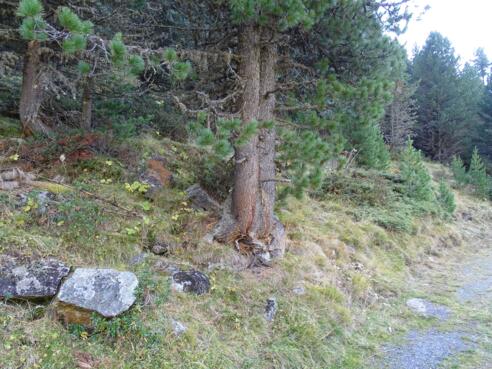 #8 Cache (Feldkögele Runde)