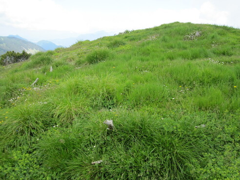 Die schöne Gipfelwiese