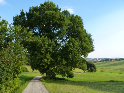 300 jährige Eiche bei Stockahausen