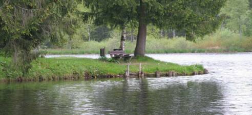 Waldsee - kleine Landzunge