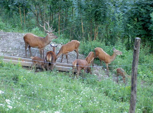 Wildgehege an der Reiseralm