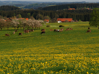 src_99043989-0.jpg