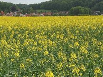 Stierberg mit Ruine