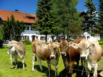 Urlaub auf dem Bauernhof