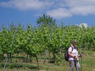 Rast im Weinberg