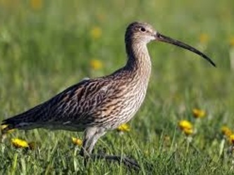 Großer Brachvogel - sehr seltener Zugvogel, der hier brütet