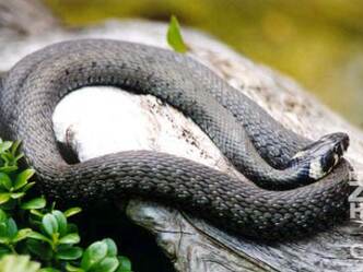 Reptilienzoo Nockalm