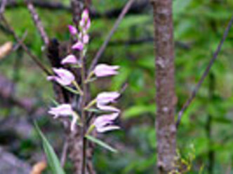 Orchideenleiter