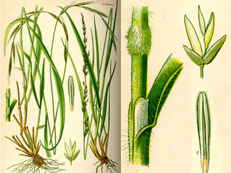 Molinia Caerulea