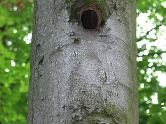 Alte Bäume können als Wohnungen genutzt werden