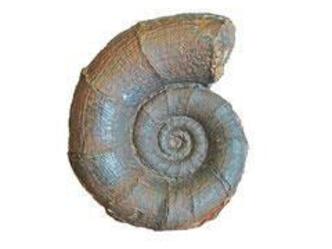 Fossilienausstellung