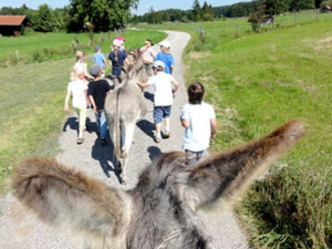Alles rund um den Esel auf der Asinella Eselfarm