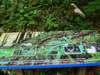 Station Schluchtenwald