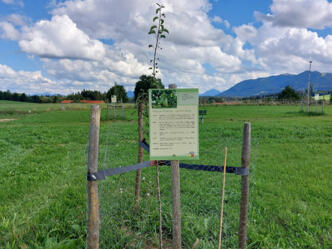 Streuobstwiese bei Bad Bayersoien