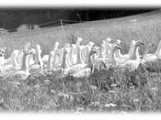 Schietz Stefan, Greanerhof