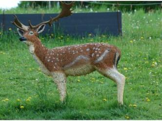 Bogenparcours: Reh in Walhalla