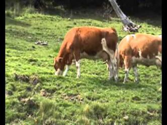 Skispaß für die ganze Familien