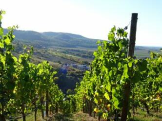 Weinberge am Hermannsberg