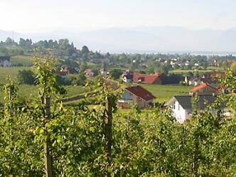 Die Obstanlagen bei Bodolz.