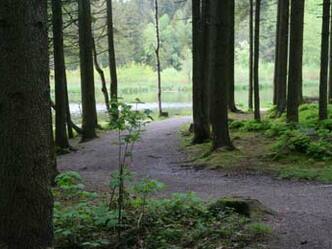 Waldweg - Allgaeuer Picknickplätze