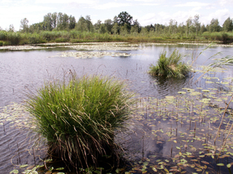 Wiesleitenweiher