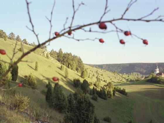 Gungolfinger Wacholderheide