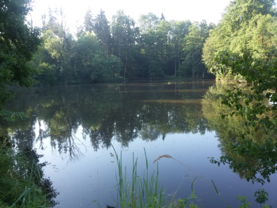 Waldweiher