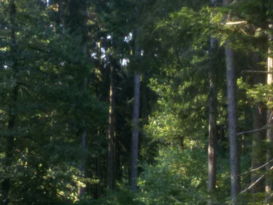schattiger Waldweg