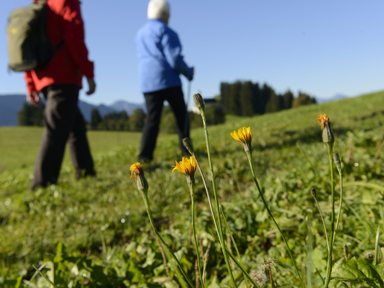 Rund um Arnried