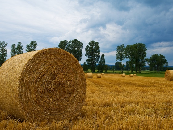 Heuballen bei Unterhausen