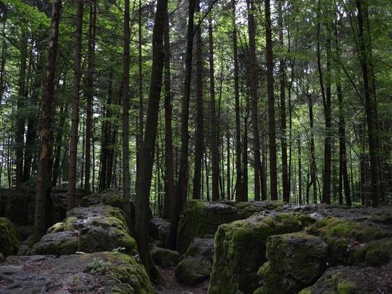 im Druidenhain