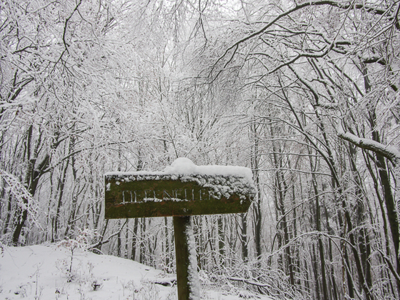 Tief verschneiter Waldweg