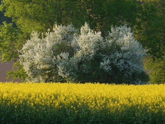 Schleifenroute - blühende Wiese in der Nähe von Dinkelsbühl im Naturpark Altmühltal