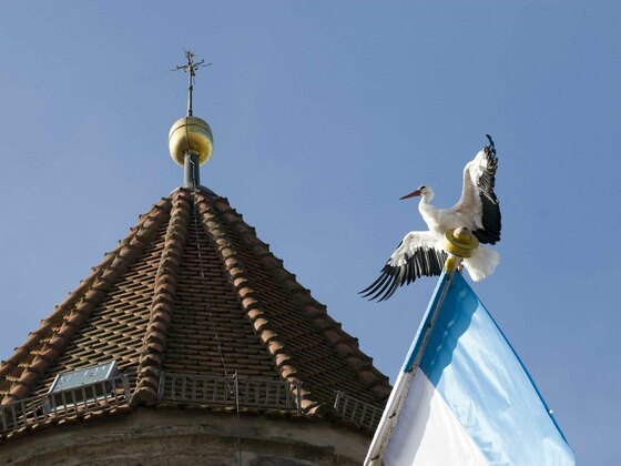 Storch sitzt auf Fahne. Im Hintergrund ein Dach mit einem Kreuz.