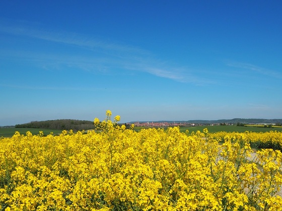 Blick auf Rothenburg