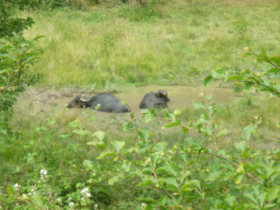 Die Wasserbüffel fühlen sich im Hafenlohrtal wohl.