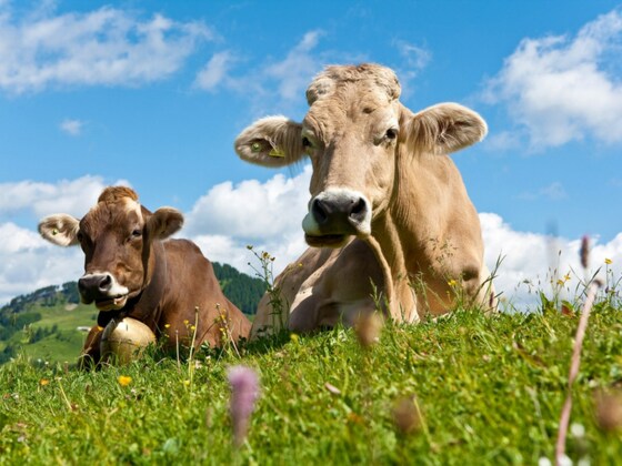 Kühe im Allgäu