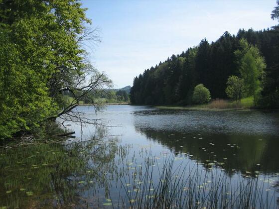 Der schöne Widdumer Weiher