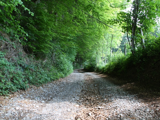 Zum Sachsenrieder Weiher