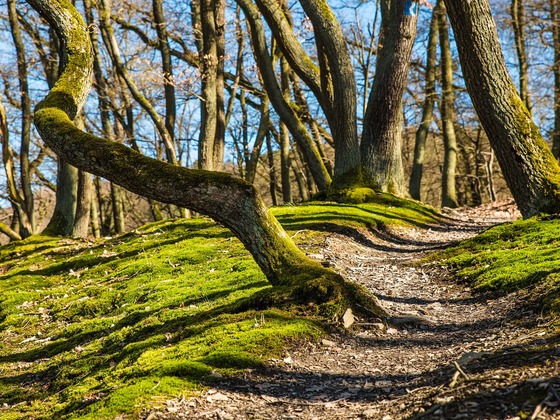 Waldweg