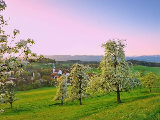 Streuobstwiesen in Oberreitnau