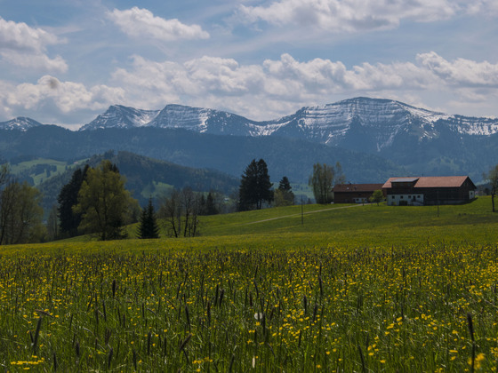 Blick zum Hochgrat